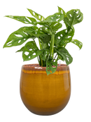 Pot charlotte couple jaune