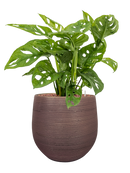 Pot lydia couple violet