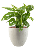 Pot grigio couple beige