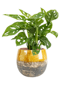 Pot lindy couple jaune