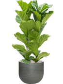 Pot ridged couple grise
