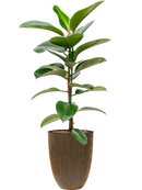 Pot nature groove partner d'or