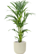 Pot nature groove special couple beige