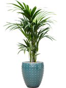 Pot laos emperor bleue