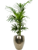 Pot laos emperor d'or