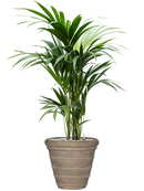 Pot treasure couple beige