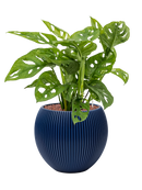 Pot nature groove special globe bleue