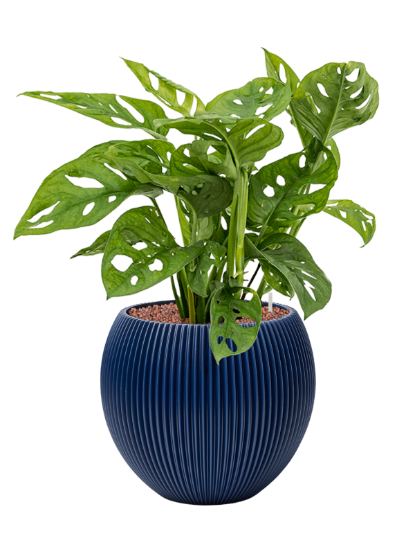 Pot nature groove special globe bleue