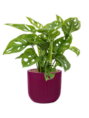 Pot nature groove special couple violet