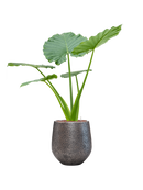 Pot opus emperor argent