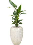 Pot laos emperor beige