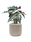 Pot nature groove couple beige