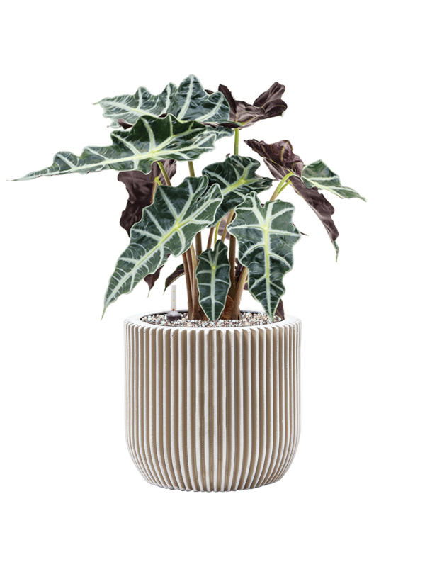 Pot nature groove couple beige