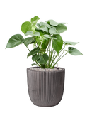 Pot nature groove couple anthracite