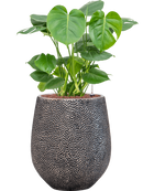 Pot opus emperor argent