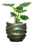 Pot gradient couple verte