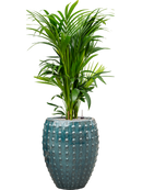 Pot laos emperor bleue