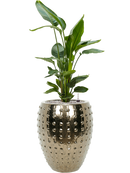 Pot laos emperor d'or