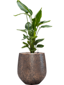 Pot opus emperor d'or