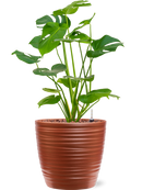 Pot groove couple rouge