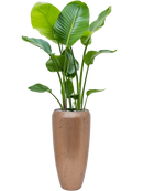 Pot opus partner d'or