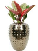 Pot laos emperor d'or