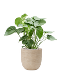 Pot waste rib couple beige