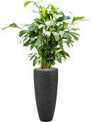 Pot polystone partner anthracite