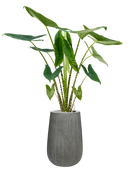 Pot ridged darcy grise