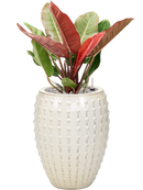 Pot laos emperor beige