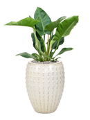 Pot laos emperor beige