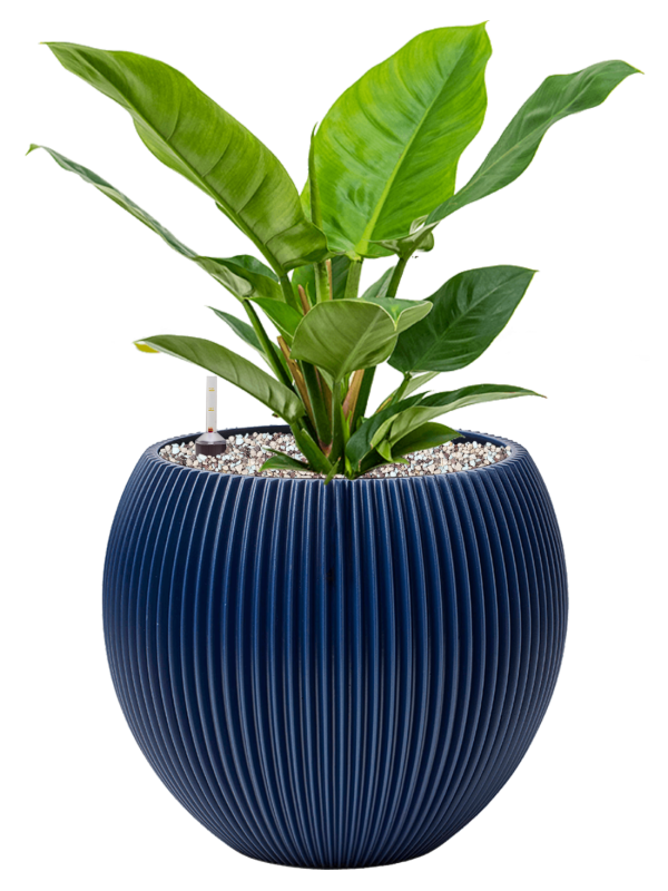 Pot nature groove special globe bleue