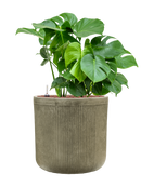 Pot vertical rib cylinder verte