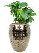 Pot laos emperor d'or