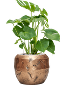 Pot opus couple d'or