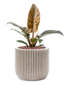 Pot nature groove couple beige