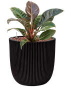 Pot nature groove couple noire