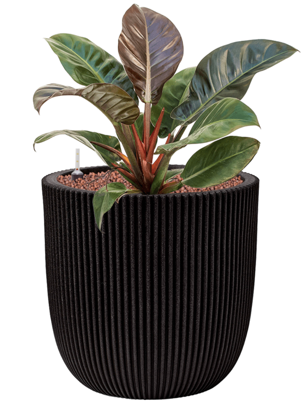 Pot nature groove couple noire