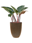 Pot nature groove partner d'or