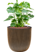 Pot nature groove couple d'or