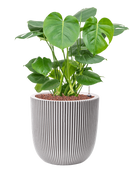 Pot nature row couple beige