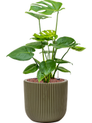 Pot nature groove special couple verte