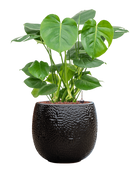 Pot marly couple noire