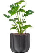 Pot nature groove couple noire