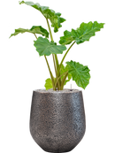 Pot opus emperor argent