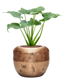 Pot opus couple d'or