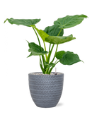 Pot angle couple grise