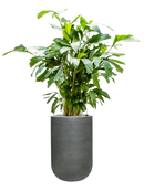 Pot ridged cylinder grise