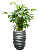 Pot gradient partner grise