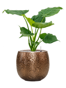 Pot marly couple d'or